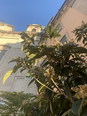 Eriobotrya japonica