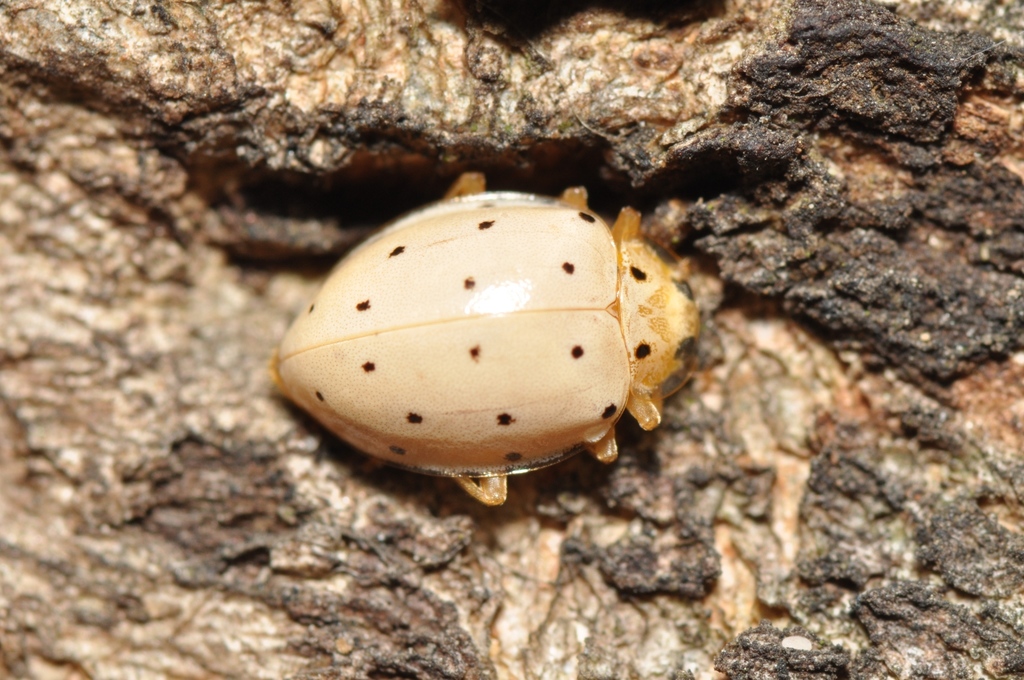 Neohalyzia
