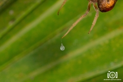 Mastophora