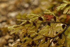 Hymenophyllum multifidum