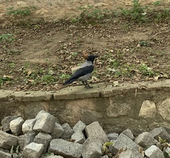 Corvus cornix