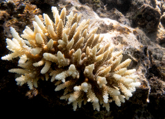 Acropora millepora
