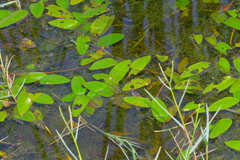 Potamogeton nodosus