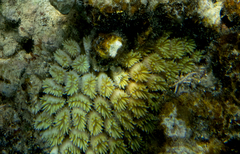 Galaxea fascicularis