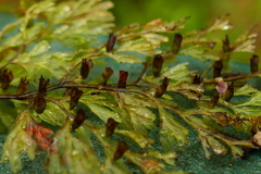Hymenophyllum multifidum