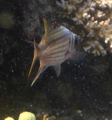 Neoniphon sammara