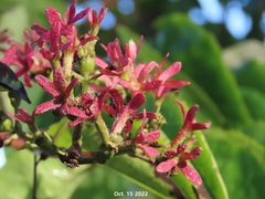Heptacodium