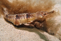 Filicampus tigris