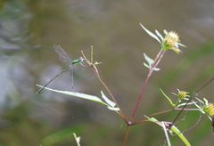 Lestes temporalis