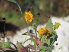 Smallanthus sonchifolius
