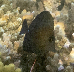 Zebrasoma scopas