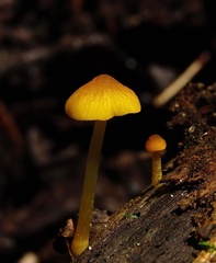 Pluteus chrysophaeus