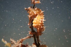 Hippocampus whitei