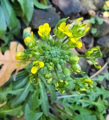 Draba asprella