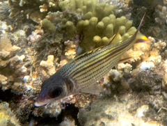 Neoniphon sammara
