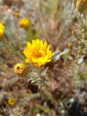 Leysera gnaphalodes