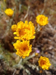 Leysera gnaphalodes