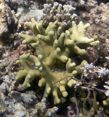 Porites cylindrica