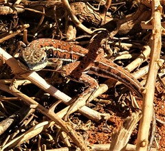 Ctenophorus isolepis