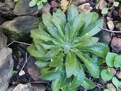 Draba asprella