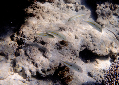 Mulloidichthys flavolineatus