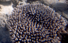 Acropora millepora