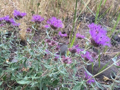 Monardella odoratissima