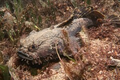Batrachomoeus dubius