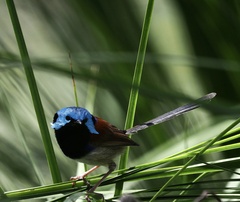 Malurus lamberti
