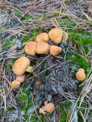 Hypholoma fasciculare