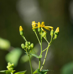 Senecio velleioides
