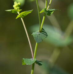 Senecio velleioides