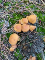 Hypholoma fasciculare