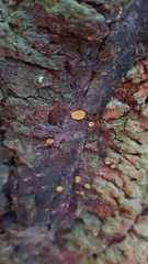 Leotiomycetes
