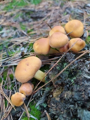 Hypholoma fasciculare