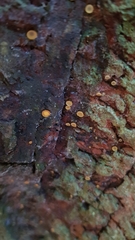 Leotiomycetes
