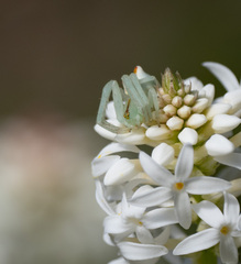 Sidymella rubrosignata