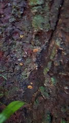 Leotiomycetes