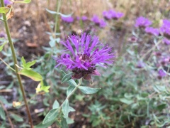 Monardella odoratissima