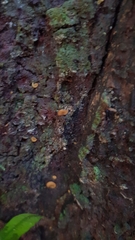 Leotiomycetes