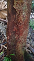 Leotiomycetes