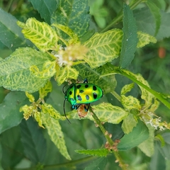 Chrysocoris