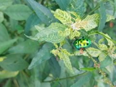 Chrysocoris
