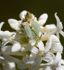 Sidymella rubrosignata