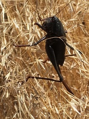 Anabrus simplex