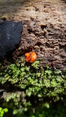 Scutellinia