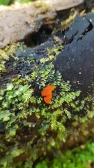Scutellinia