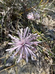 Petrophile linearis