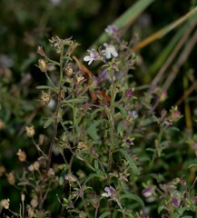 Chaenorhinum minus minus