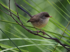 Malurus lamberti